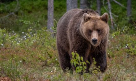 L’orso che ha aggredito un uomo in Trentino sarà abbattuto