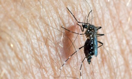 Le zanzare hanno iniziato a mordere l’uomo 5000 anni fa