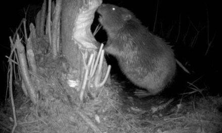 Perché il ritorno del castoro in Italia è un “giallo” che preoccupa i naturalisti