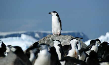 Se scompaiono i pinguini in Antartide l’ecosistema è a rischio, anche per il ferro