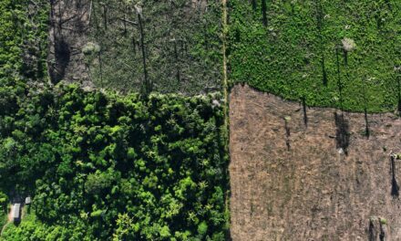 Puo l’intelligenza artificiale aiutare a porre fine alla deforestazione?