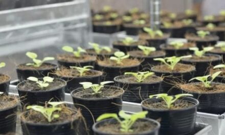 Feromoni sessuali naturali al posto dei pesticidi: lo studio per farli produrre direttamente alle piante