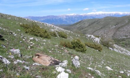 Lupi e grifoni morti in Abruzzo: allarme per le esche avvelenate