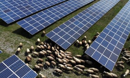 Nella fattoria solare le pecore pascolano all’ombra del fotovoltaico