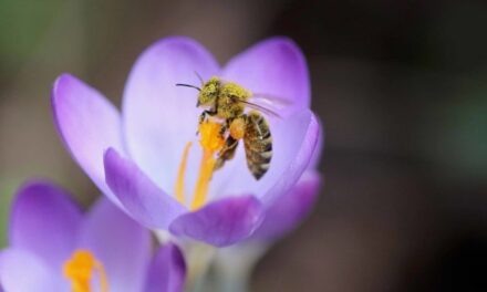 La tecnologia e un vertice sulla biodiversità per proteggere le api riducendo la moria di oltre il 30%