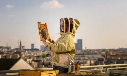 Vienna capitale delle api: hotel e musei ospitano le arnie sui tetti