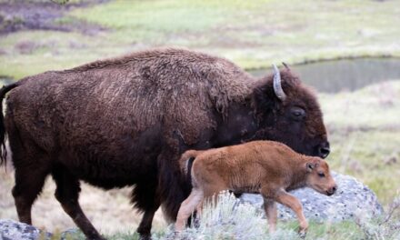 Turismo e fauna selvatica: il caso di un cucciolo di bisonte soppresso a Yellowstone