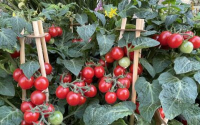 Come coltivare i pomodori in vaso e in balcone