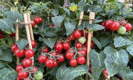 Come coltivare i pomodori in vaso e in balcone