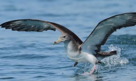 Uccelli marini, la plastica minaccia ovunque la loro sopravvivenza