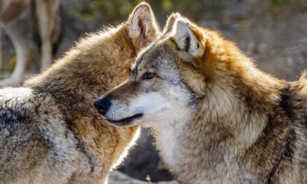 I lupi, come i cani, riconoscono la voce di persone a loro familiari