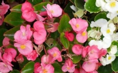 Begonia: varietà, coltivazione e cura