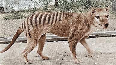 Ecco com’era la tigre della Tasmania: l’animale ormai scomparso ritrova i colori