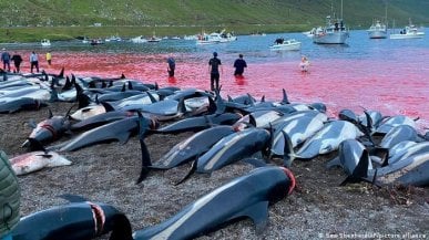 Alle Faroe una mattanza di 1500 delfini. E gli abitanti si dividono