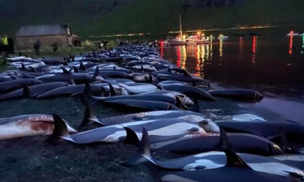 “La pesca sostenibile non esiste, ma la mattanza alle Faroe non è il danno peggiore”