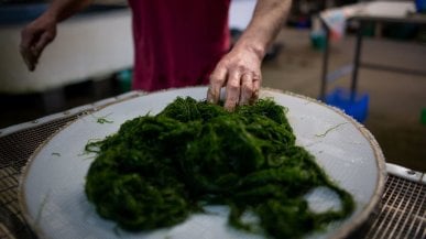 Una dieta di mare ci sfamerà: il ”cibo blu” alleato della salute e dell’ambiente