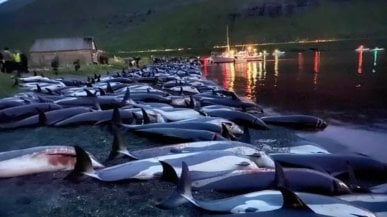 Mattanza dei delfini, Alberto Luca Recchi: “La caccia tradizionale delle Faroe non è più sostenibile”