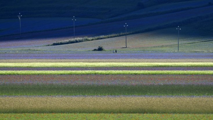 Castelluccio di Norcia, la prima Fiorita senz’auto scatena “guerra di confine” Umbria-Marche