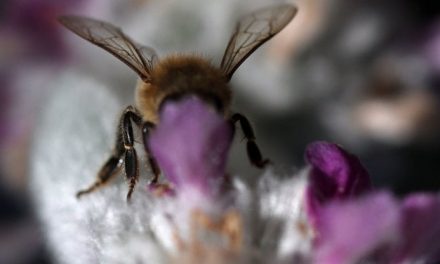 Ispra: il 9% di api e farfalle è a rischio estinzione: un danno da circa 3 miliardi di euro all’anno