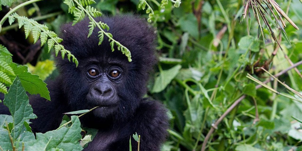 Giornata mondiale del gorilla: “Il Covid ha danneggiato le specie di montagna”