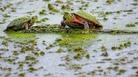 Fiumi e laghi si stanno trasformando in zuppe tossiche. Come nella grande estinzione del Permiano