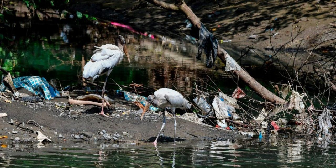 Nel 2050 il 99% degli uccelli marini avrà mangiato plastica