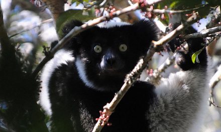 I lemuri cantano come noi e tengono il ritmo