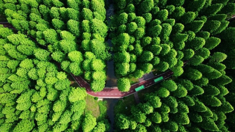 Foreste, polmoni sotto sforzo. Abbiamo fatto in modo che gli alberi emettano CO2