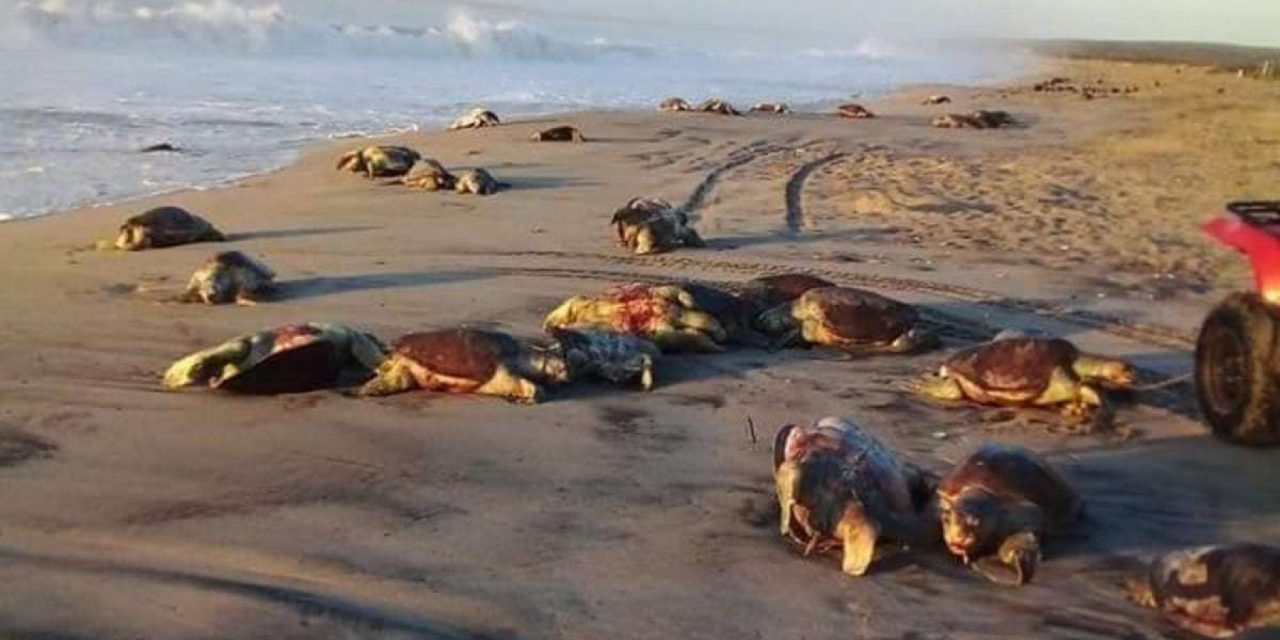 Messico, centinaia di tartarughe trovate morte sulla spiaggia di Oaxaca