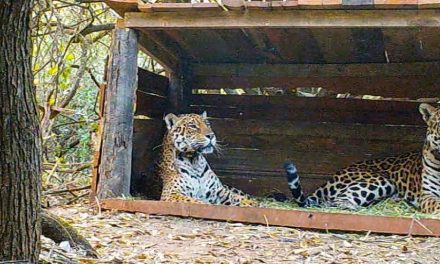 Lei nata in uno zoo, lui selvatico; in Argentina il matrimonio combinato estremo per salvare il giaguaro