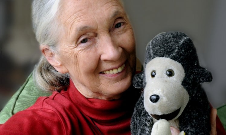 Jane Goodall: “Dopo la lotta in Africa voglio salvare i gorilla nei bioparchi italiani”
