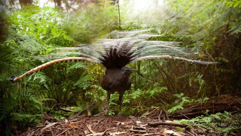 Sette cose incredibili che gli animali sanno fare e come aiutano a sviluppare nuove tecnologie