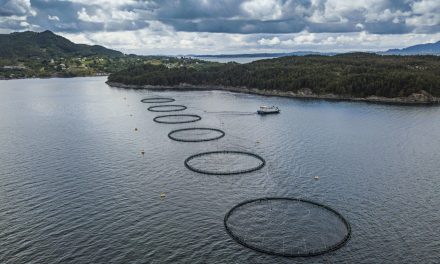 La Norvegia: “Il 99% del nostro salmone è allevato senza antibiotici”