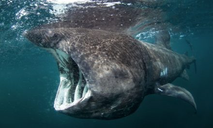 Cercansi squali elefante in Sardegna per salvarli dall’estinzione