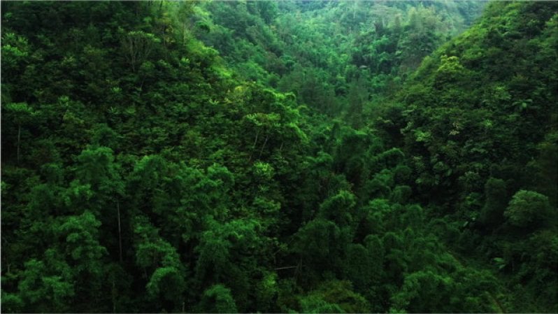 Tre strade per trasformare le foreste in alleati contro la crisi climatica (e non solo)
