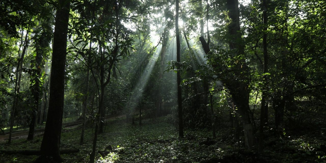 Proteggere le foreste può aumentare del 75% la capacità di stoccaggio della CO2