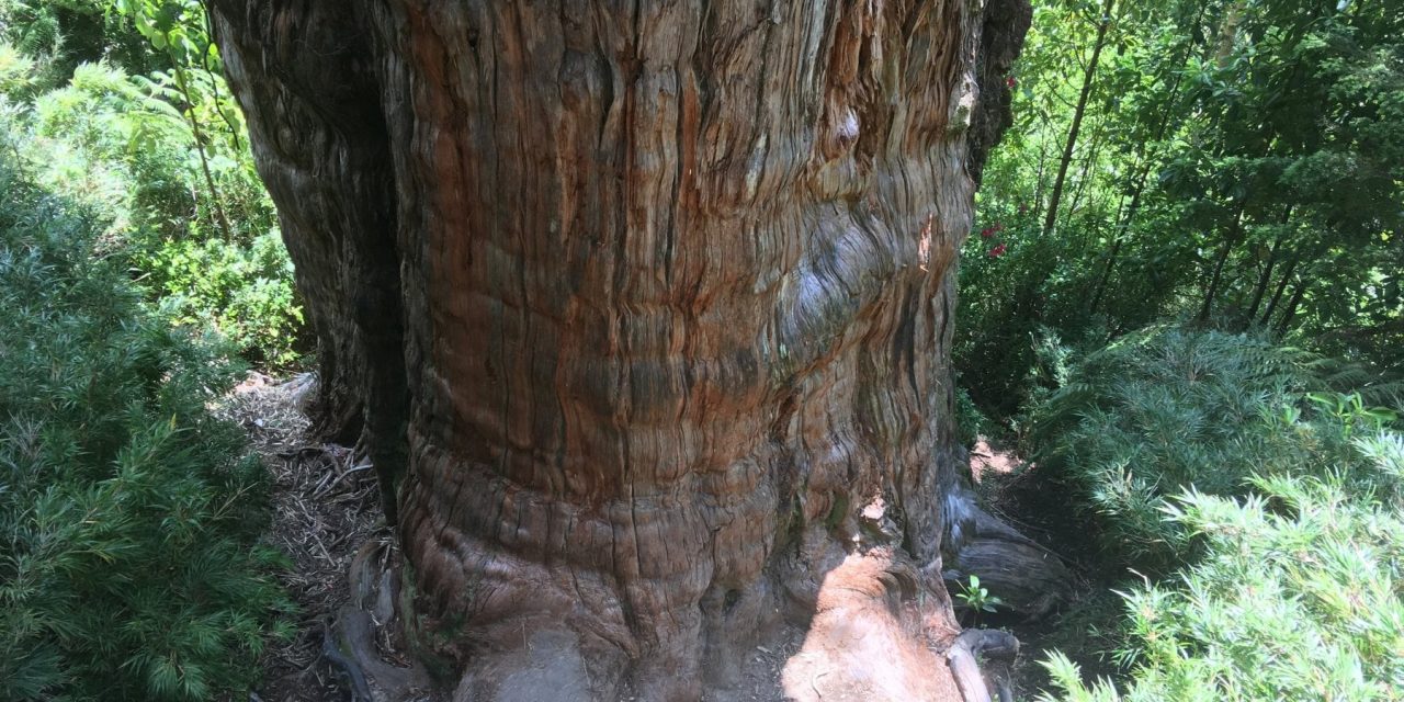 “Il grande nonno” cileno è l’albero più antico: ha oltre 5mila anni