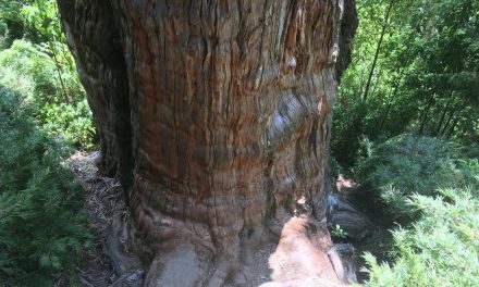 “Il grande nonno” cileno è l’albero più antico: ha oltre 5mila anni