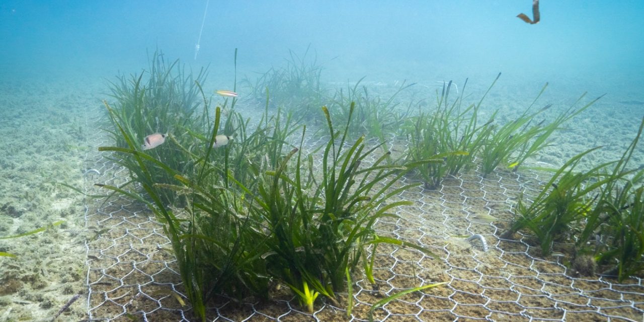 La posidonia oceanica assorbe più CO2 degli alberi e c’è chi la riforesta per salvare il Pianeta