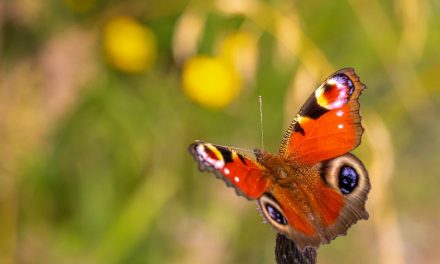 Votare le farfalle più belle, per proteggerle tutte