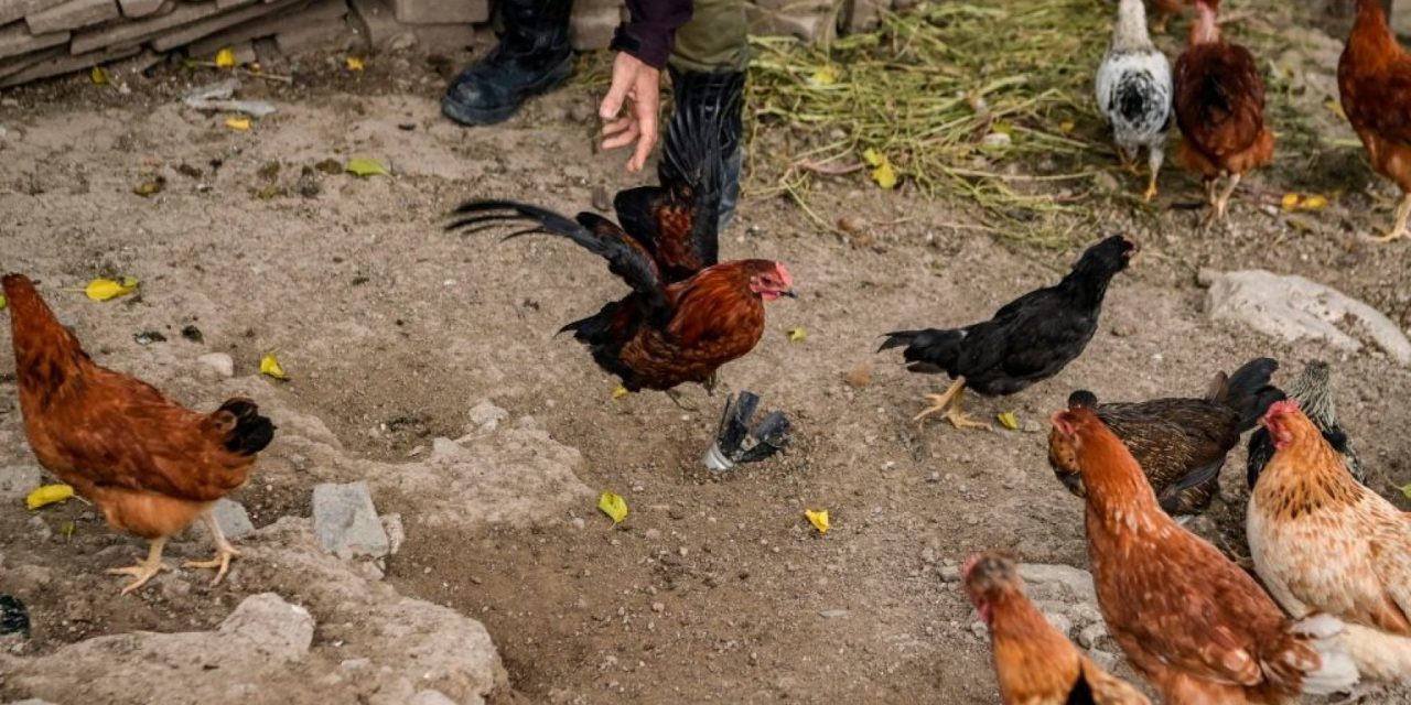 Le galline arrivano dall’Asia e vivono con l’uomo solo da 3500 anni