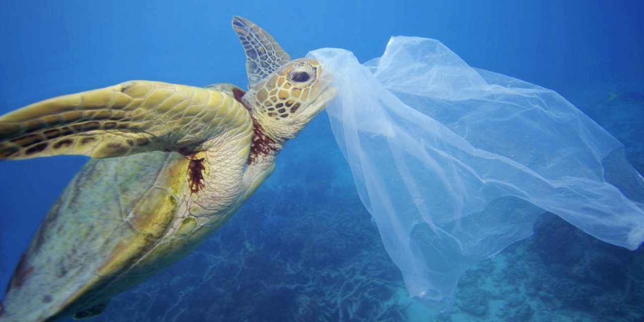 Ogni anno 25mila tartarughe marine finiscono nelle reti