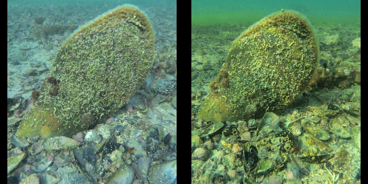 Nel mare di Taranto ritorna la Pinna nobilis: il mollusco più grande del Mediterraneo è ad alto rischio estinzione