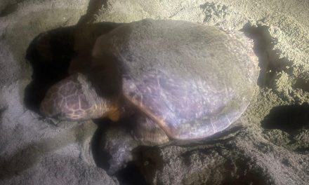 Nido di Caretta caretta a Levanto: cosa fare per aiutare le tartarughe