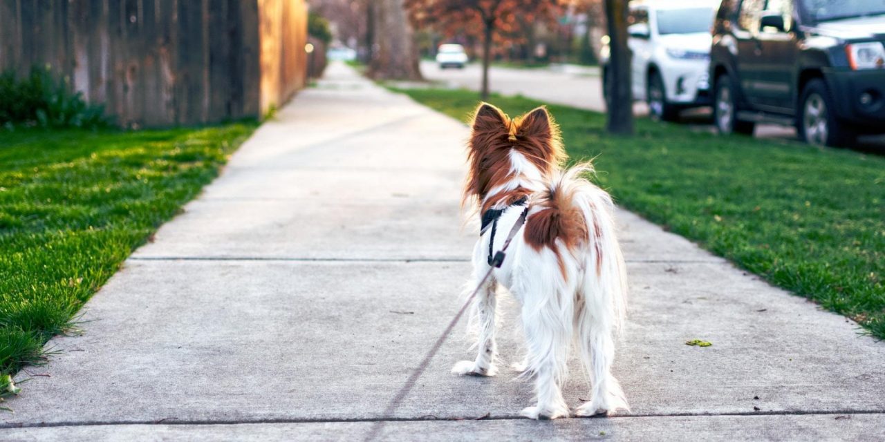 La passeggiata col cane fa bene anche al quartiere