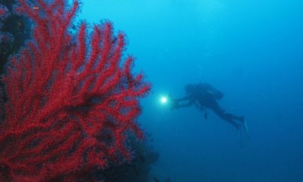 Alla scoperta dei fondali più belli d’Italia con il biologo che ama le immersioni