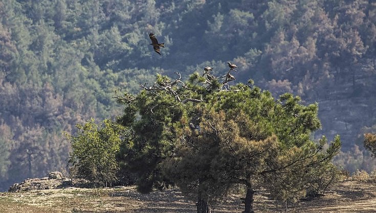 Paradosso Grecia. L’incendio della foresta di Dadia salva gli altri parchi nazionali: legge pro edilizia e turismo rinviata. Per ora
