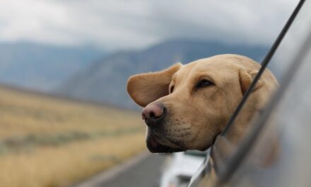 Viaggiare pet friendly: mete e consigli per la Giornata del cane (e non solo)