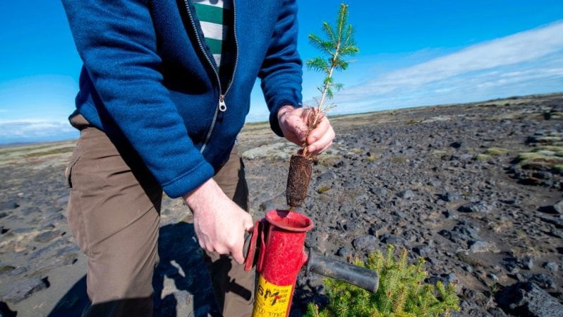 A che punto siamo con la promessa di mille miliardi di alberi del G20