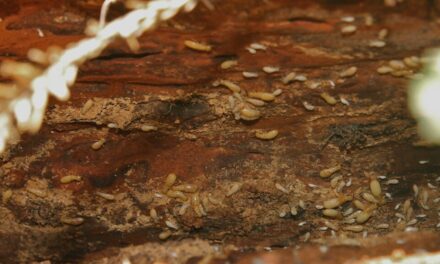 Il riscaldamento globale aiuta le termiti a mangiare più legno